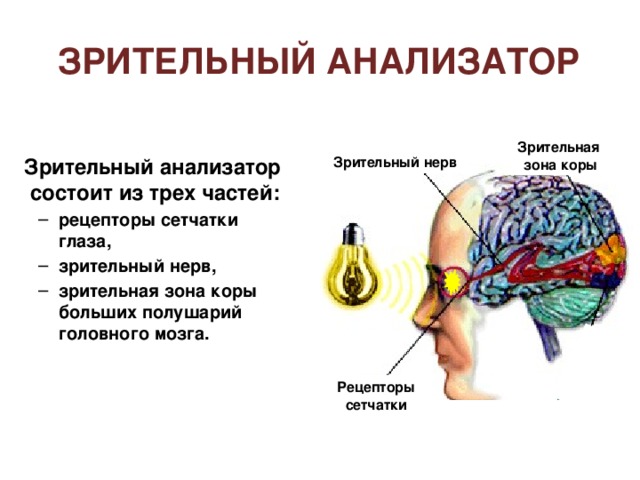 Оптическая система глаза Желтое пятно На слайде «активна» стрелка зрачок, обеспечивает переход к 11 слайду. Перевернутое изображение на сетчатке позволяет перейти к слайду 12. Слепое пятно 4 