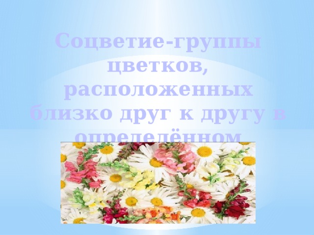 Соцветие-группы цветков, расположенных близко друг к другу в определённом порядке . 