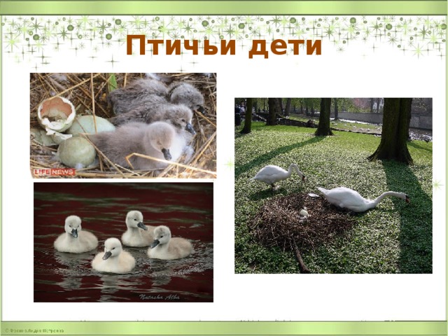 Птичьи дети 