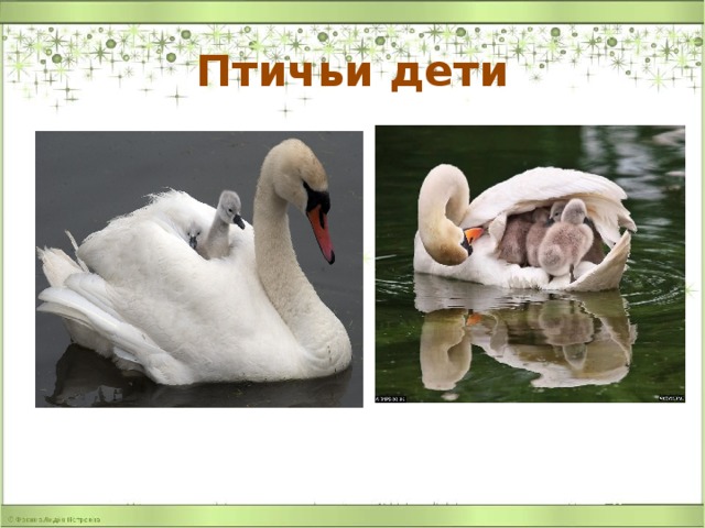 Птичьи дети (презентация)