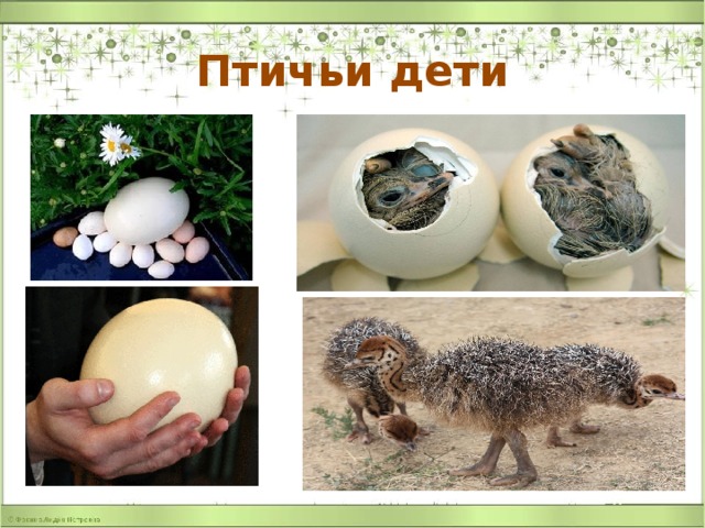 Птичьи дети 