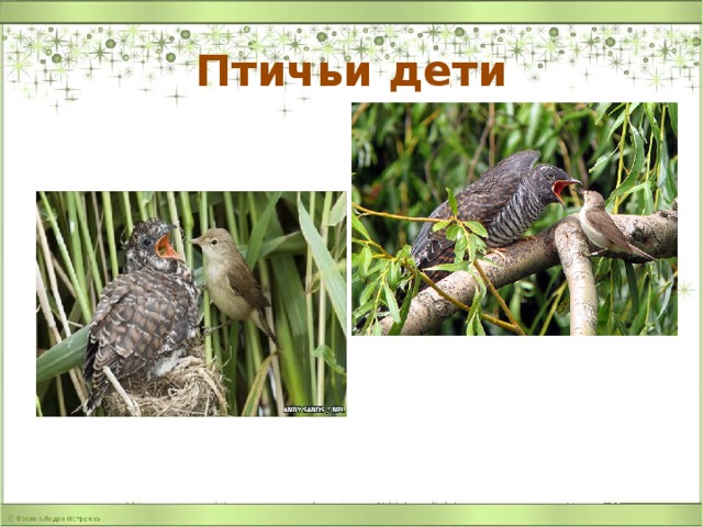 Птичьи дети 