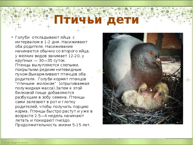Птичьи дети Голуби откладывают яйца с интервалом в 1-2 дня. Насиживают оба родителя. Насиживание начинается обычно со второго яйца, у мелких видов занимает 12-20, у крупных — 30—35 суток.  Птенцы вылупляются слепыми, покрытыми редким нитевидным пухом.Выкармливают птенцов оба родителя. Голуби кормят птенцов “птичьим молоком” (отрыгиваемая полужидкая масса).Затем к этой белковой пище добавляются разбухшие в зобу семена. Птенцы сами залезают в рот и глотку родителей, чтобы получить порцию корма. Птенцы быстро растут и уже в возрасте 2.5—4 недель начинают летать и покидают гнездо. Продолжительность жизни 5-15 лет. 