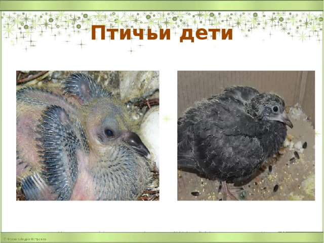 Птичьи дети 