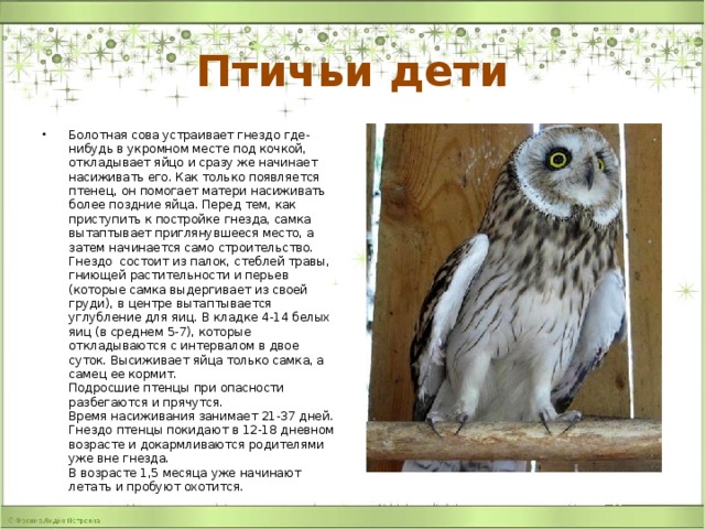 Птичьи дети Болотная сова устраивает гнездо где-нибудь в укромном месте под кочкой, откладывает яйцо и сразу же начинает насиживать его. Как только появляется птенец, он помогает матери насиживать более поздние яйца. Перед тем, как приступить к постройке гнезда, самка вытаптывает приглянувшееся место, а затем начинается само строительство. Гнездо состоит из палок, стеблей травы, гниющей растительности и перьев (которые самка выдергивает из своей груди), в центре вытаптывается углубление для яиц. В кладке 4-14 белых яиц (в среднем 5-7), которые откладываются с интервалом в двое суток. Высиживает яйца только самка, а самец ее кормит.   Подросшие птенцы при опасности разбегаются и прячутся.   Время насиживания занимает 21-37 дней. Гнездо птенцы покидают в 12-18 дневном возрасте и докармливаются родителями уже вне гнезда.    В возрасте 1,5 месяца уже начинают летать и пробуют охотится. 