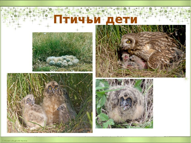 Птичьи дети 