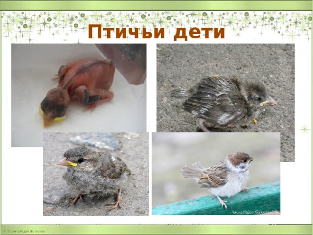 Птичьи дети 