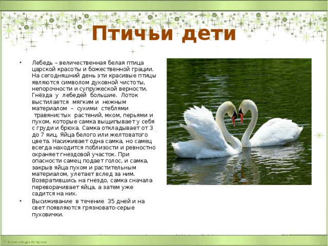Птичьи дети Лебедь – величественная белая птица царской красоты и божественной грации. На сегодняшний день эти красивые птицы являются символом духовной чистоты, непорочности и супружеской верности.  Гнёзда  у  лебедей  большие.  Лоток   выстилается  мягким и  нежным материалом  –  сухими  стеблями  травянистых  растений, мхом, перьями и пухом, которые самка выщипывает у себя с груди и брюха. Самка откладывает от 3 до 7 яиц. Яйца белого или желтоватого цвета. Насиживает одна самка, но самец всегда находится поблизости и ревностно охраняет гнездовой участок. При опасности самец подает голос, и самка, закрыв яйца пухом и растительным материалом, улетает вслед за ним. Возвратившись на гнездо, самка сначала переворачивает яйца, а затем уже садится на них. Высиживание в течение 35 дней и на свет появляются грязновато-серые пуховички. 