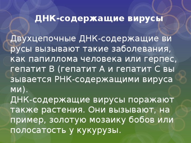  ДНК-со­дер­жа­щие ви­ру­сы   Двух­це­поч­ные ДНК-со­дер­жа­щие ви­ру­сы вы­зы­ва­ют такие за­бо­ле­ва­ния, как па­пил­ло­ма че­ло­ве­ка или гер­пес, ге­па­тит В (ге­па­тит А и ге­па­тит С вы­зы­ва­ет­ся РНК-со­дер­жа­щи­ми ви­ру­са­ми).  ДНК-со­дер­жа­щие ви­ру­сы по­ра­жа­ют также рас­те­ния. Они вы­зы­ва­ют, на­при­мер, зо­ло­тую мо­за­и­ку бобов или по­ло­са­тость у ку­ку­ру­зы. 