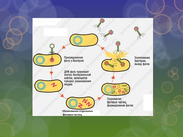Цикл бактерии. Схема цикла размножения бактериофага. Жизненный цикл бактериальной клетки. Цикл развития вируса бактериофага.