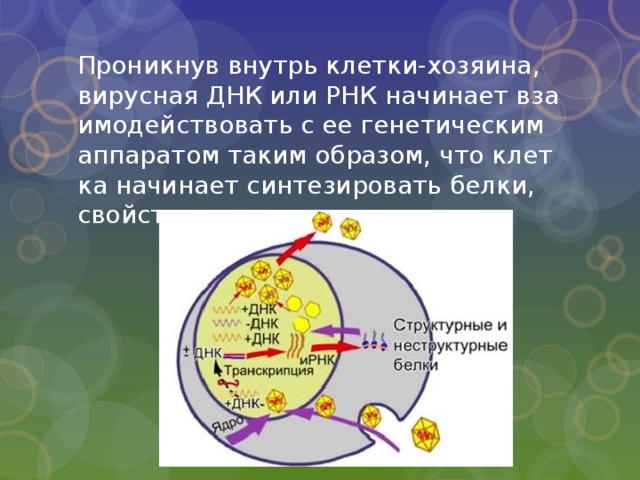 Вирусная днк встроенная в геном клетки хозяина