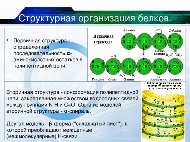 Структурная организация белков. Первичная структура - определенная последовательность α- аминокислотных остатков в полипептидной цепи.  Вторичная структура - конформация полипептидной цепи, закрепленная множеством водородных связей между группами N-H и С=О. Одна из моделей вторичной структуры - α-спираль.   Другая модель - β-форма (