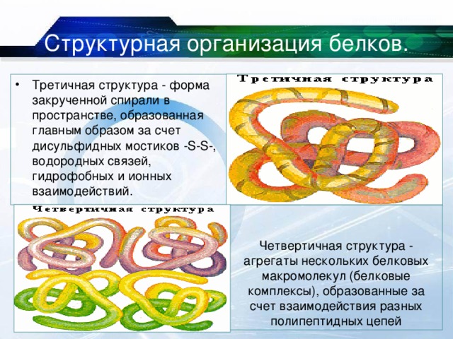 Структурная организация белков. Третичная структура - форма закрученной спирали в пространстве, образованная главным образом за счет дисульфидных мостиков -S-S-, водородных связей, гидрофобных и ионных взаимодействий.  Четвертичная структура - агрегаты нескольких белковых макромолекул (белковые комплексы), образованные за счет взаимодействия разных полипептидных цепей 15.12.16 