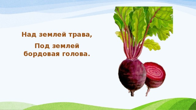 Над землей трава, Под землей бордовая голова.  