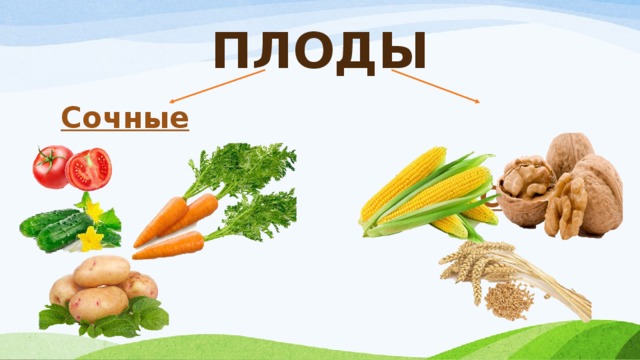 ПЛОДЫ Сочные Сухие 