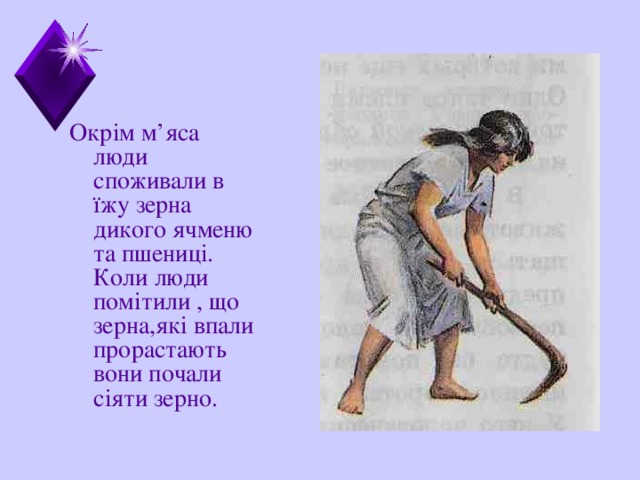 Окр і м м ’ яса люди споживали в ї жу зерна дикого ячменю та пшениц і. Коли люди помітили , що зерна,які впали прорастають вони почали сіяти зерно.  