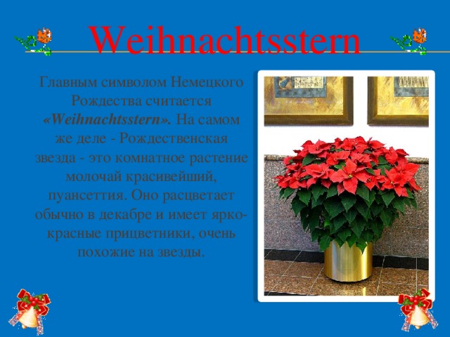 Weihnachtsstern Главным символом Немецкого Рождества считается «Weihnachtsstern». На самом же деле - Рождественская звезда - это комнатное растение молочай красивейший, пуансеттия. Оно расцветает обычно в декабре и имеет ярко-красные прицветники, очень похожие на звезды.  