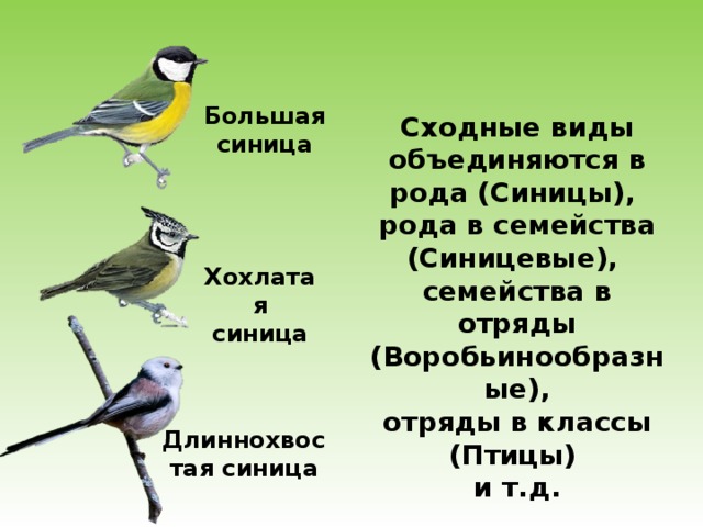 Какой тип развития характерен для синицы большой изображенной на рисунке 1 обоснуйте свой ответ