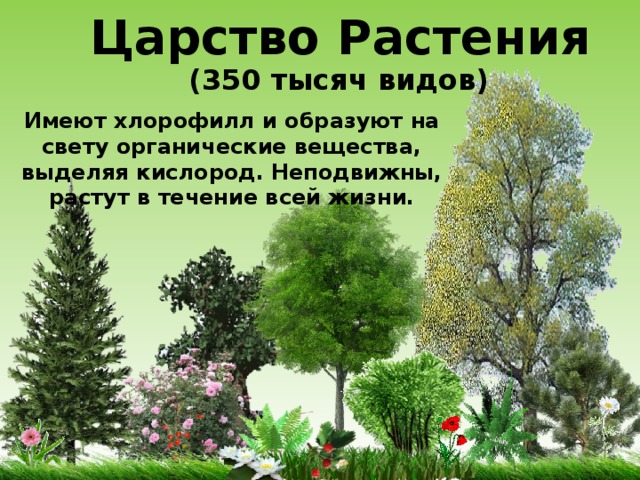 Царство Растения (350 тысяч видов) Имеют хлорофилл и образуют на свету органические вещества, выделяя кислород. Неподвижны, растут в течение всей жизни. 