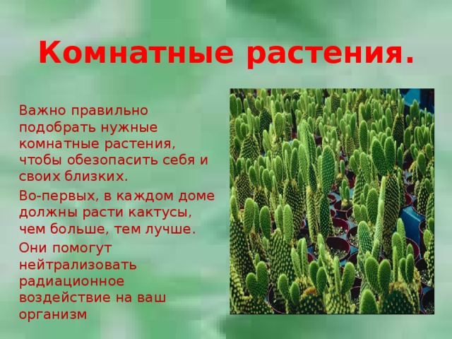 Комнатные растения. Важно правильно подобрать нужные комнатные растения, чтобы обезопасить себя и своих близких. Во-первых, в каждом доме должны расти кактусы, чем больше, тем лучше. Они помогут нейтрализовать радиационное воздействие на ваш организм 