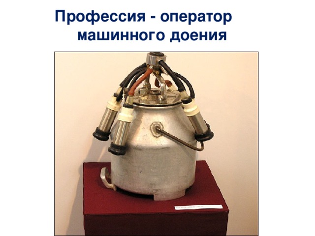  Профессия  - оператор машинного доения   