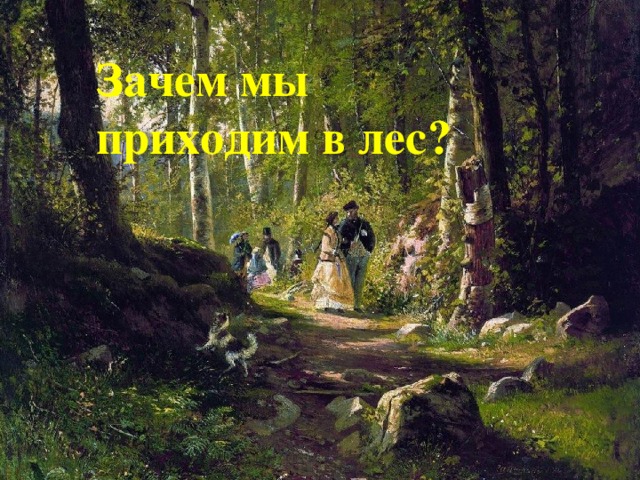 Зачем мы приходим в лес? 