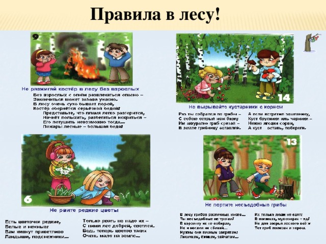Правила в лесу! 