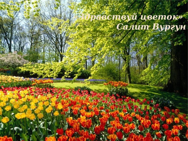 «Здравствуй цветок» Салит Вургун 