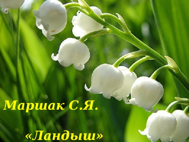 Маршак С.Я. «Ландыш» 