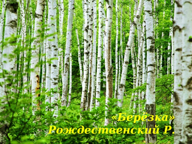   « Берёзка» Рождественский Р. 