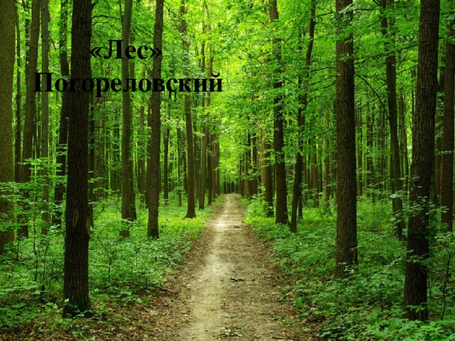  «Лес» Погореловский 