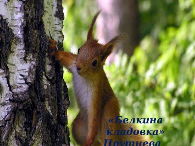 «Белкина кладовка» Прутнева 