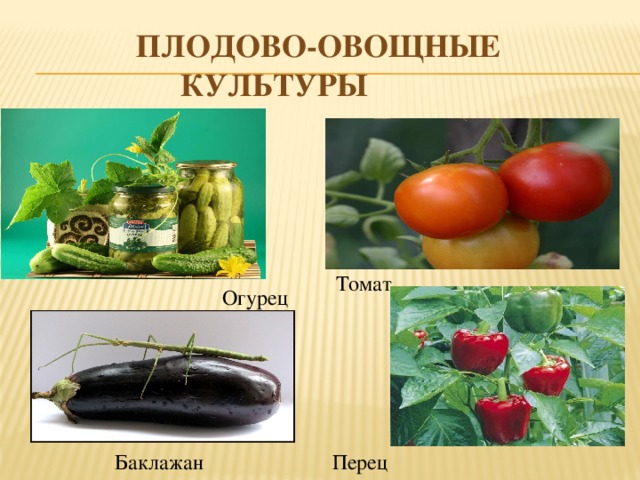 Баклажаны относятся к группе. Овощные и плодовые культуры. Томатные плодовые культуры. Группа томатных овощей. Овощные культуры томаты и перец.