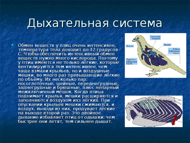 Дыхательная система Обмен веществ у птиц очень интенсивен, температура тела доходит до 42 градусов С. Чтобы обеспечить интенсивный обмен веществ нужно много кислорода. Поэтому у птиц имеются не только лёгкие, которые вентилируются тем интенсивнее, чем чаще взмахи крыльев, но и воздушные мешки, во много раз превышающие лёгкие по объёму. Их несколько пар: носоглоточные, шейные, переднегрудные, заднегрудные и брюшные, плюс непарный межключичный мешок. Когда птица поднимает крылья, мешки расширяются и заполняются воздухом ихз лёгких. При опускании крыльев мешки сжимаются, и воздух, выходя из них, продувает лёгкие на выходе второй раз. Это двойное дыхание избавляет птиц от одышки: чем быстрее они летят, тем сильнее дышат. 