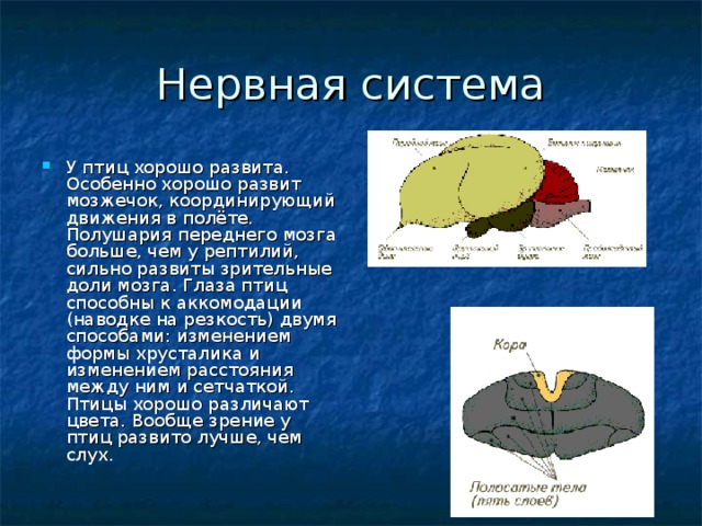 Нервная система У птиц хорошо развита. Особенно хорошо развит мозжечок, координирующий движения в полёте. Полушария переднего мозга больше, чем у рептилий, сильно развиты зрительные доли мозга. Глаза птиц способны к аккомодации (наводке на резкость) двумя способами: изменением формы хрусталика и изменением расстояния между ним и сетчаткой. Птицы хорошо различают цвета. Вообще зрение у птиц развито лучше, чем слух.  