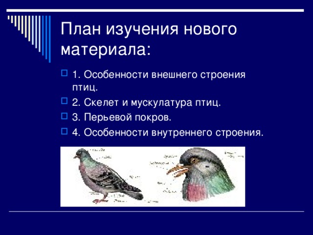 План изучения нового материала: 1. Особенности внешнего строения птиц. 2. Скелет и мускулатура птиц. 3. Перьевой покров. 4. Особенности внутреннего строения. 