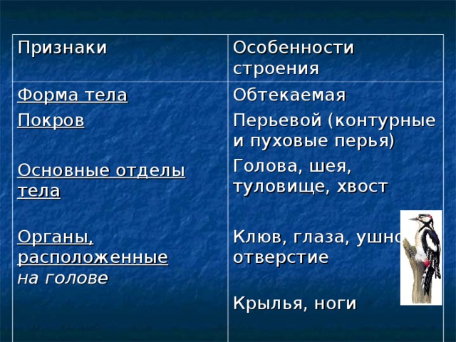 Признаки Особенности строения Форма тела Покров  Основные отделы тела   Органы, расположенные  на голове   на туловище Обтекаемая Перьевой (контурные и пуховые перья) Голова, шея, туловище, хвост Клюв, глаза, ушное отверстие   Крылья, ноги 