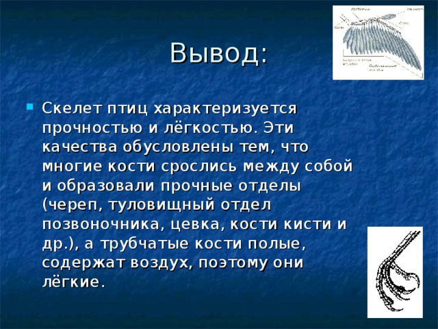 Вывод: Скелет птиц характеризуется прочностью и лёгкостью. Эти качества обусловлены тем, что многие кости срослись между собой и образовали прочные отделы (череп, туловищный отдел позвоночника, цевка, кости кисти и др.), а трубчатые кости полые, содержат воздух, поэтому они лёгкие. 