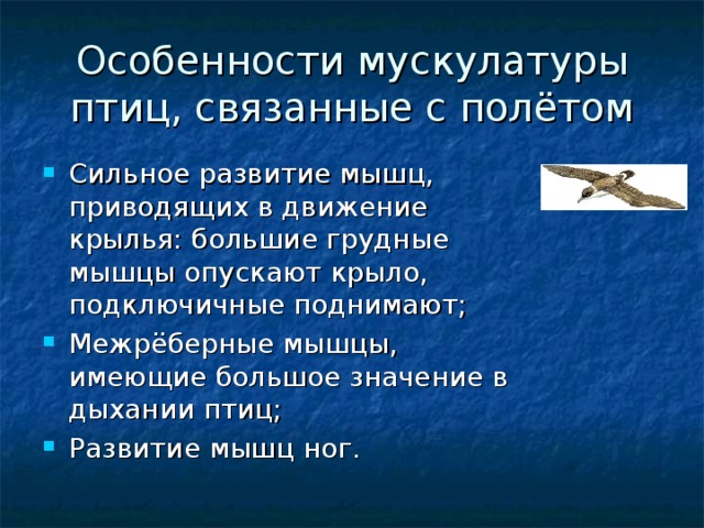 Особенности мускулатуры птиц, связанные с полётом Сильное развитие мышц, приводящих в движение крылья: большие грудные мышцы опускают крыло, подключичные поднимают; Межрёберные мышцы, имеющие большое значение в дыхании птиц; Развитие мышц ног. 