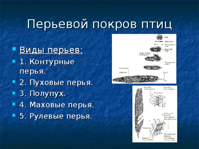 Перьевой покров птиц Виды перьев: 1. Контурные перья. 2. Пуховые перья. 3. Полупух. 4. Маховые перья. 5. Рулевые перья. 