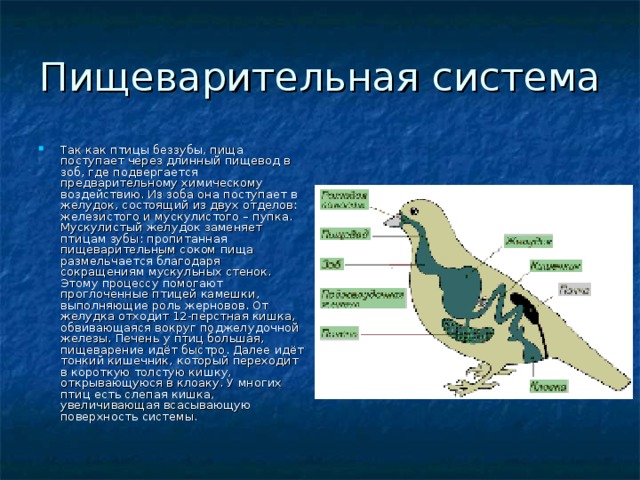 Пищеварительная система Так как птицы беззубы, пища поступает через длинный пищевод в зоб, где подвергается предварительному химическому воздействию. Из зоба она поступает в желудок, состоящий из двух отделов: железистого и мускулистого – пупка. Мускулистый желудок заменяет птицам зубы: пропитанная пищеварительным соком пища размельчается благодаря сокращениям мускульных стенок. Этому процессу помогают проглоченные птицей камешки, выполняющие роль жерновов. От желудка отходит 12-перстная кишка, обвивающаяся вокруг поджелудочной железы. Печень у птиц большая, пищеварение идёт быстро. Далее идёт тонкий кишечник, который переходит в короткую толстую кишку, открывающуюся в клоаку. У многих птиц есть слепая кишка, увеличивающая всасывающую поверхность системы. 