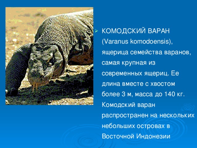 КОМОДСКИЙ ВАРАН (Varanus komodoensis), ящерица семейства варанов, самая крупная из современных ящериц. Ее длина вместе с хвостом более 3 м, масса до 140 кг. Комодский варан распространен на нескольких небольших островах в Восточной Индонезии  