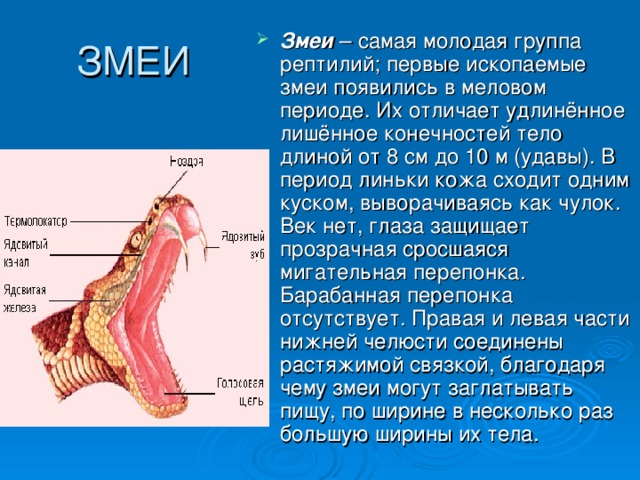 ЗМЕИ Змеи – самая молодая группа рептилий; первые ископаемые змеи появились в меловом периоде. Их отличает удлинённое лишённое конечностей тело длиной от 8 см до 10 м (удавы). В период линьки кожа сходит одним куском, выворачиваясь как чулок. Век нет, глаза защищает прозрачная сросшаяся мигательная перепонка. Барабанная перепонка отсутствует. Правая и левая части нижней челюсти соединены растяжимой связкой, благодаря чему змеи могут заглатывать пищу, по ширине в несколько раз большую ширины их тела. 