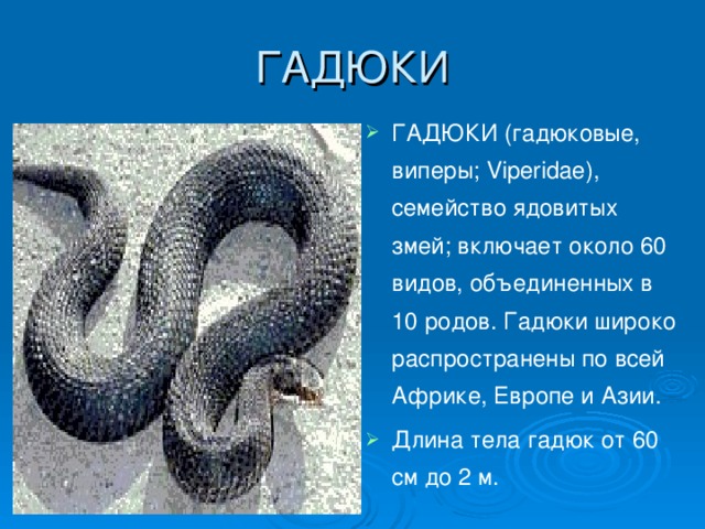 ГАДЮКИ ГАДЮКИ (гадюковые, виперы; Viperidae), семейство ядовитых змей; включает около 60 видов, объединенных в 10 родов. Гадюки широко распространены по всей Африке, Европе и Азии. Длина тела гадюк от 60 см до 2 м.  