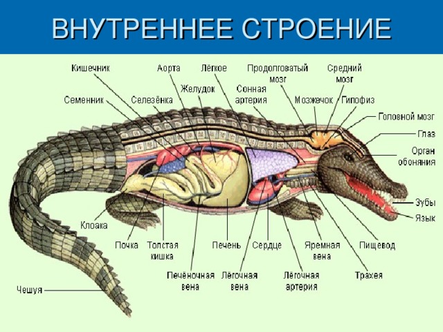 ВНУТРЕННЕЕ СТРОЕНИЕ 