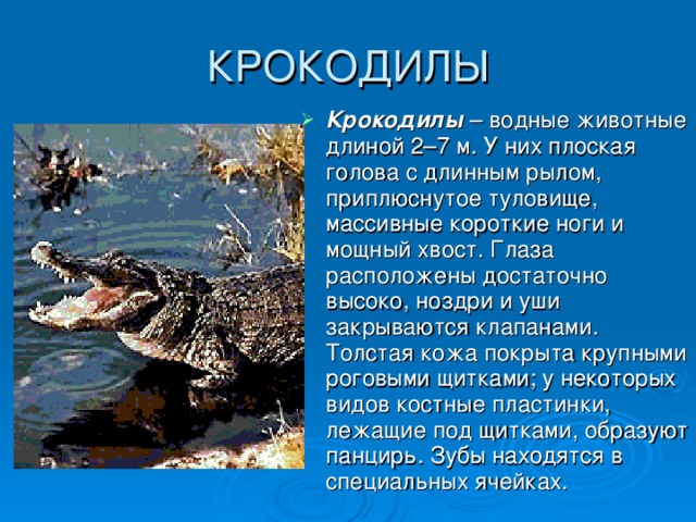 КРОКОДИЛЫ Крокодилы – водные животные длиной 2–7 м. У них плоская голова с длинным рылом, приплюснутое туловище, массивные короткие ноги и мощный хвост. Глаза расположены достаточно высоко, ноздри и уши закрываются клапанами. Толстая кожа покрыта крупными роговыми щитками; у некоторых видов костные пластинки, лежащие под щитками, образуют панцирь. Зубы находятся в специальных ячейках. 