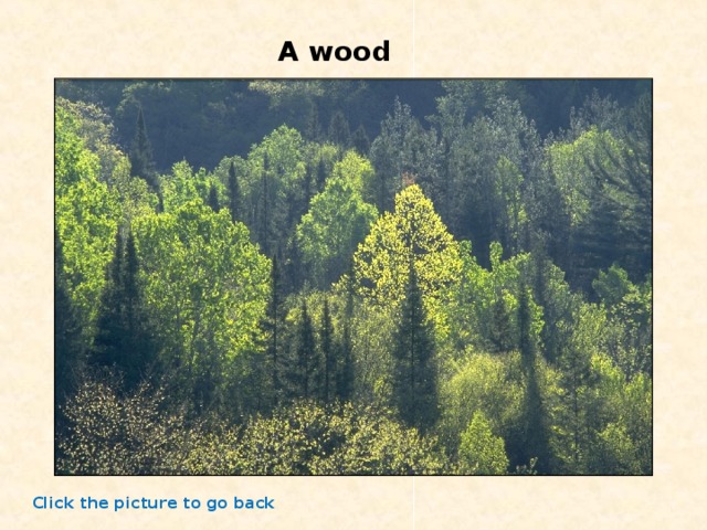 A wood Click the picture to go back 