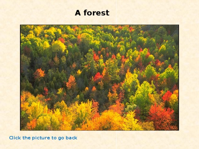 A forest Click the picture to go back 