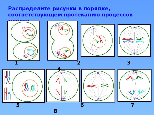 Распределите рисунки. Телофаза 2 мейоза рисунок. Профаза рисунок. Профаза митоза рисунок. Профаза 1 рисунок.