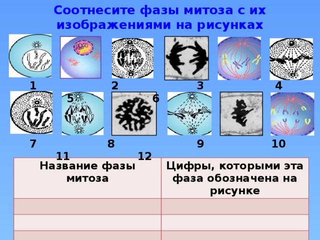 Соотнесите изображения разных типов митоза с названиями